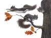 falkenstern-squirrels