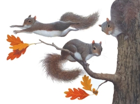 Squirrels