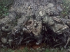 treeroot